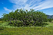 FICUS CARICA