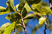 FICUS CARICA