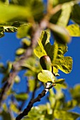 FICUS CARICA