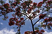 DELONIX REGIA