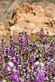 ERYSIMUM BICOLOR