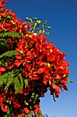 DELONIX REGIA