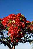 DELONIX REGIA