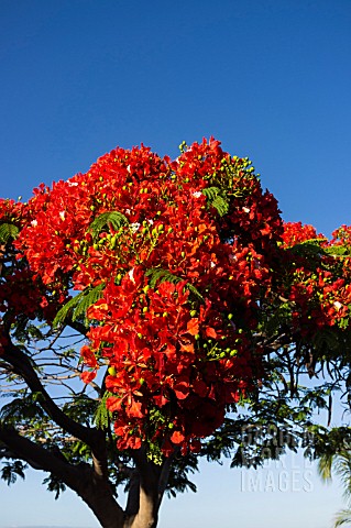 DELONIX_REGIA