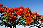 DELONIX REGIA