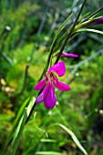 GLADIOLUS ITALICUS