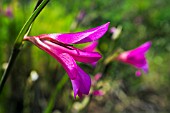 GLADIOLUS ITALICUS