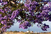 JACARANDA MIMOSIFOLIA