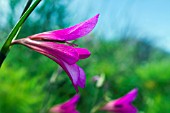 GLADIOLUS ITALICUS