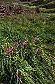 GLADIOLIS ITALICUS