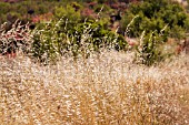 GRASSES IN SUMMER IN TENERIFE