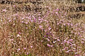 CONVOLVULUS ALTHAEOIDES