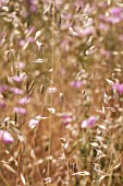 CONVOLVULUS ALTHAEOIDES