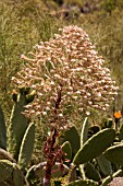 AEONIUM PSEUDOURBICUM