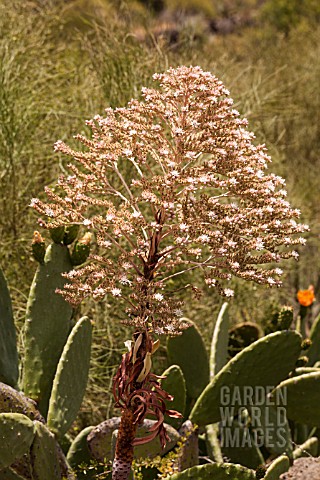 AEONIUM_PSEUDOURBICUM