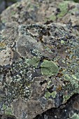 LICHENS