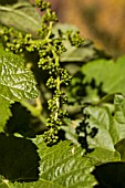 LISTAN BLANCO GRAPE VINES