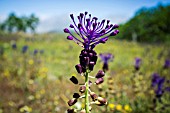 MUSCARI COMOSUM