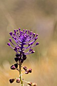 MUSCARI COMOSUM