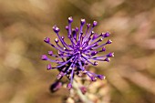 MUSCARI COMOSUM