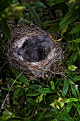 EMPTY NEST