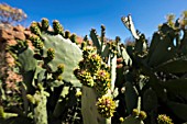 OPUNTIA FICUS