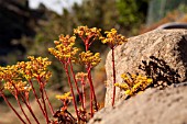 AEONIUM SPATHULATUM