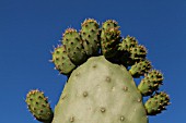 OPUNTIA FICUS