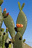 OPUNTIA FICUS