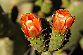 OPUNTIA FICUS