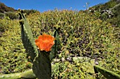 OPUNTIA FICUS