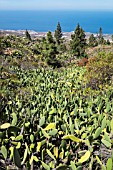 OPUNTIA FICUS