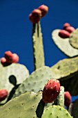 OPUNTIA FICUS