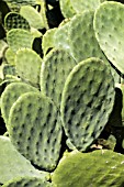 OPUNTIA FICUS