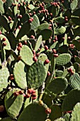 OPUNTIA FICUS