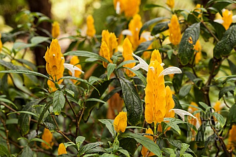 PACHYSTACHYS_LUTEA