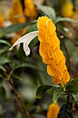 PACHYSTACHYS LUTEA