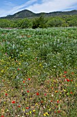 PAPAVER RHOEAS