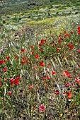 PAPAVER RHOEAS