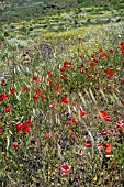 PAPAVER RHOEAS