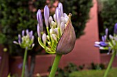 AGAPANTHUS UMBELLATUS