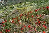 PAPAVER RHOEAS