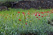 PAPAVER RHOEAS