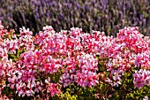 PELARGONIUM PINK GERANIUM