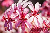 PELARGONIUM PINK GERANIUM