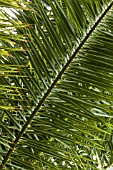 PHOENIX CANARIENSIS