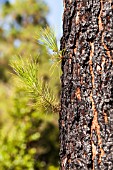 PINUS CANARIENSIS