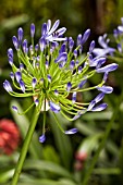 AGAPANTHUS UMBELLATUS