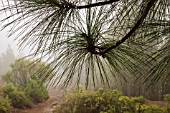 PINUS CANARIENSIS