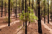 PINUS CANARIENSIS